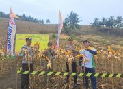 Kapolsek Ulubongka Hadiri Panen Raya Jagung di Desa Borneang