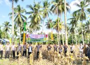 Wakapolres Touna Panen Raya Jagung Bersama Warga Desa Buntongi