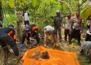 Sesosok Mayat Ditemukan Warga Tinggal Tulang Belulang di Pegunungan Karaupa Poso