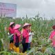 Dukung Ketahanan Pangan, Kapolres Bersama Bhayangkari Gelar GPM dan Panen Raya Jagung di Lahan P2L