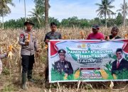 Polsek Bunta Panen Raya Jagung Kuartal III