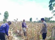 Aparat Polsek Nuhon Bersama Warga Panen Raya Jagung 