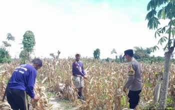Aparat Polsek Nuhon Bersama Warga Panen Raya Jagung 