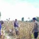 Aparat Polsek Nuhon Bersama Warga Panen Raya Jagung 