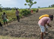 Dukung Ketahanan Pangan Nasional, Aparat Polsek Tomini Bersama Warga Tanam Jagung
